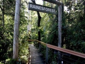 rainesforest